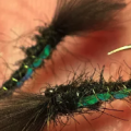 Tying Tuesday: Midges, Leeches, and CDC